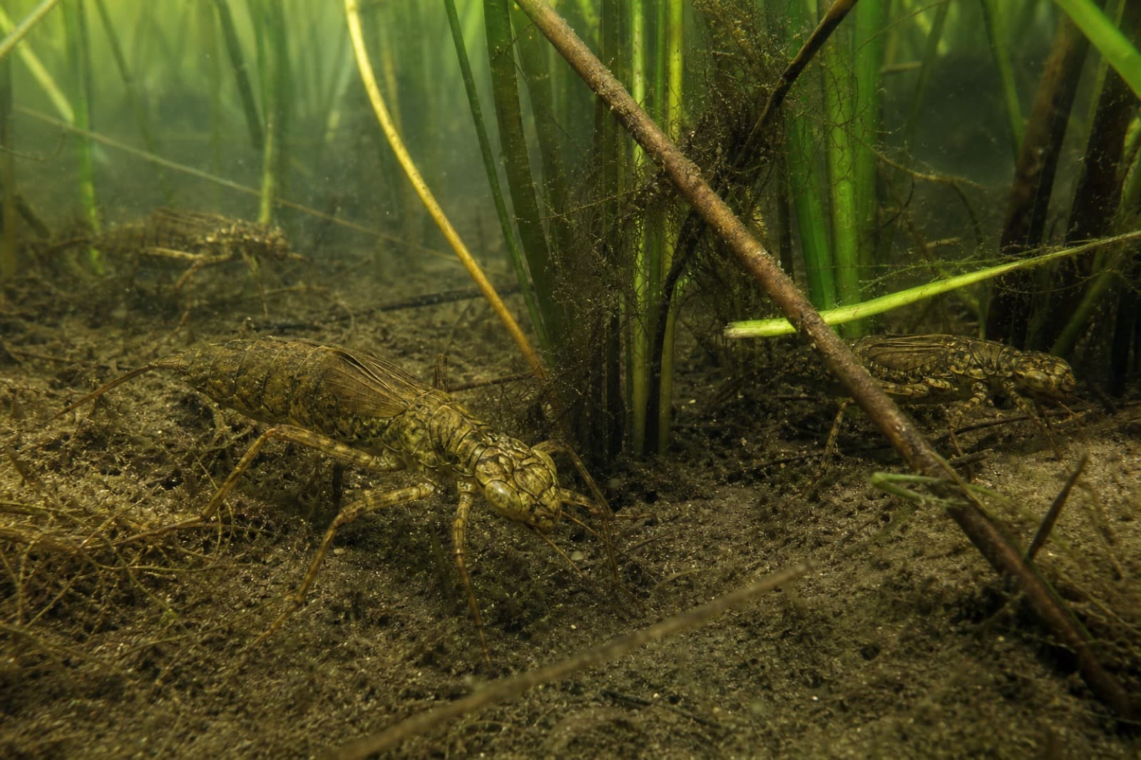 Dragonfly nymphs hunting among submerged reeds on a silty pond floor