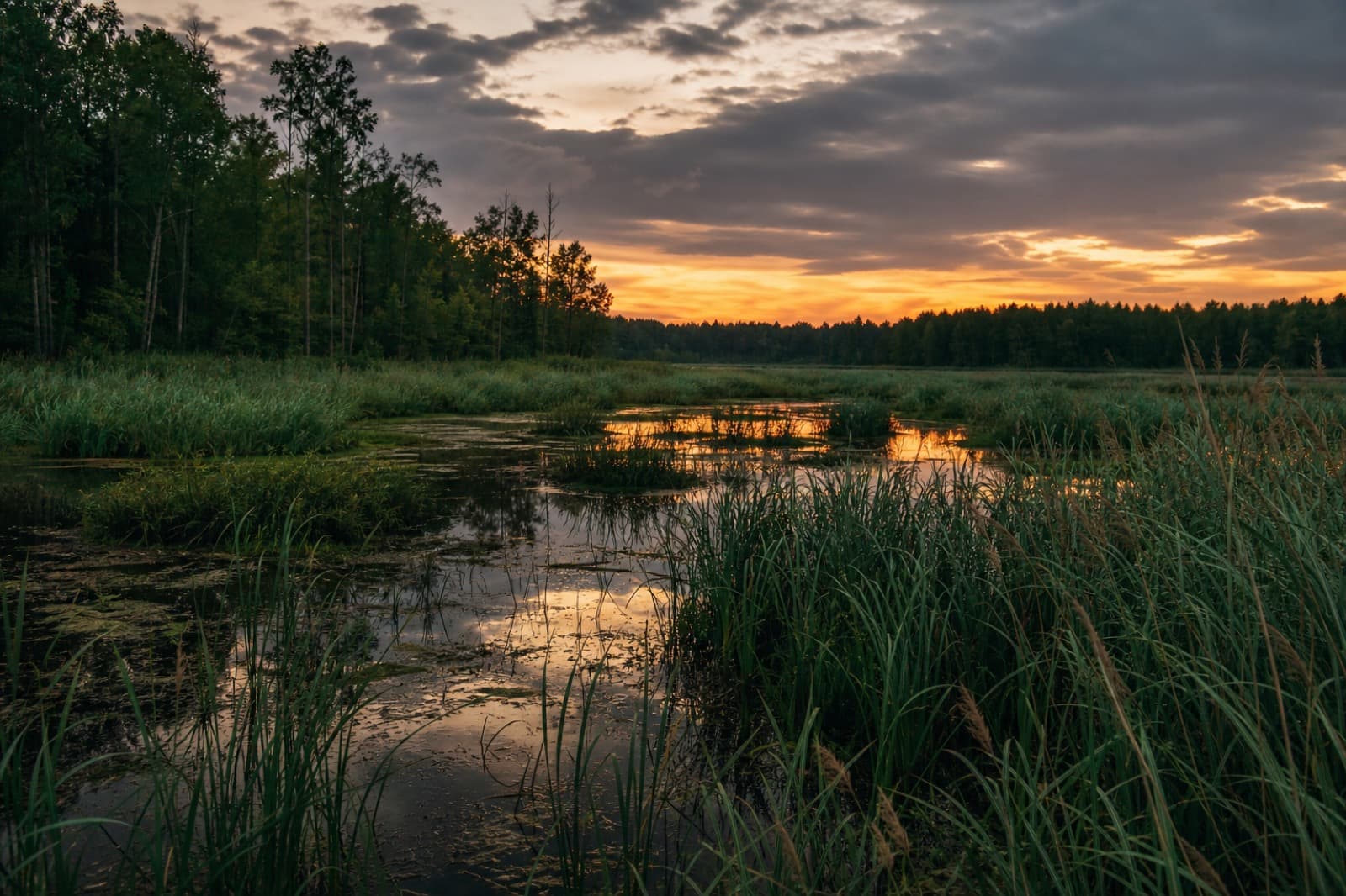 Misty wetland marsh at dusk with calm water, reeds, and an amber horizon: nature as living infrastructure